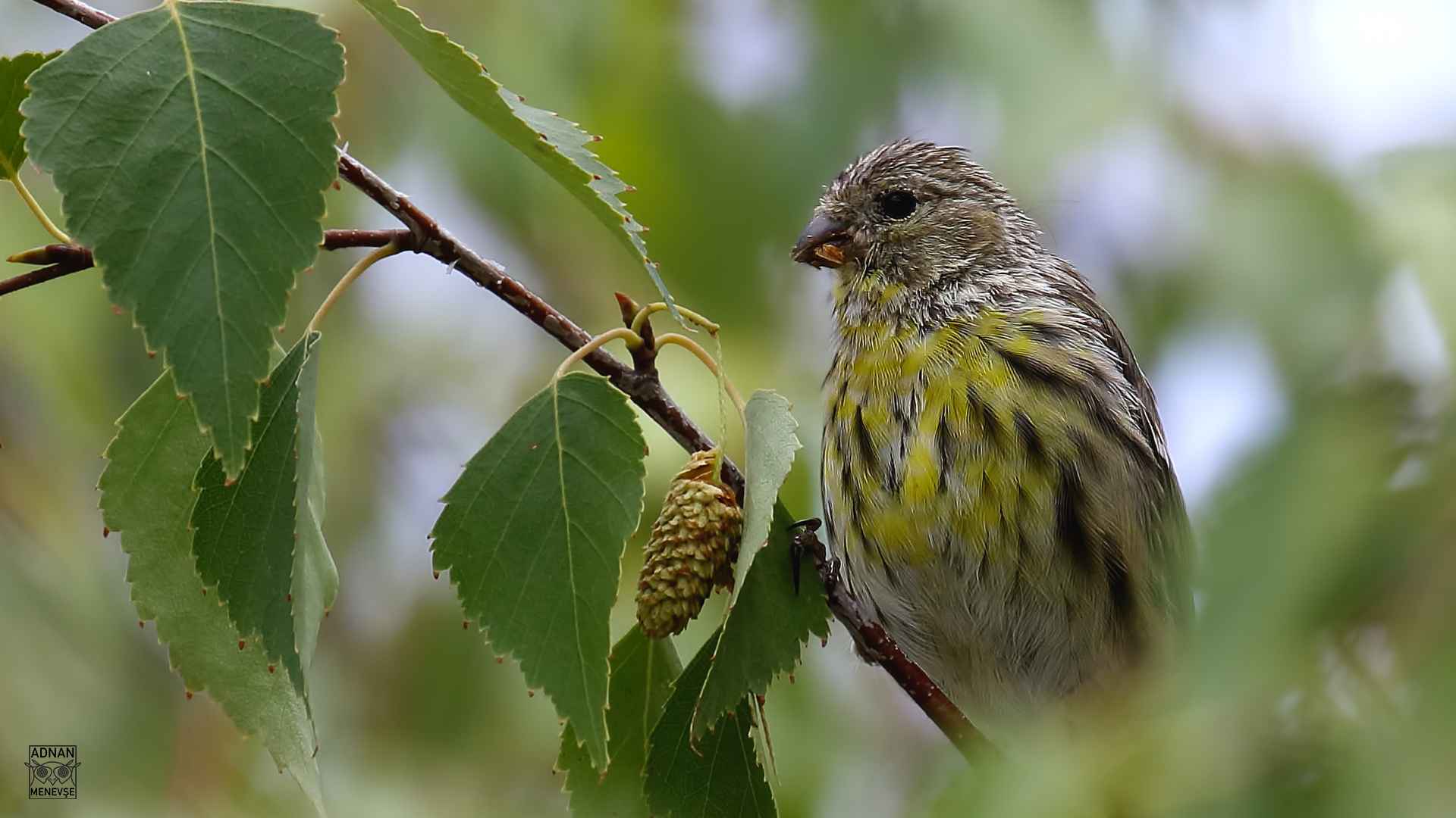 European Serin